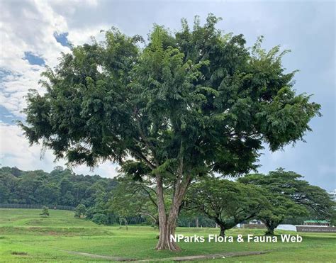 Nparks Pterocarpus Indicus