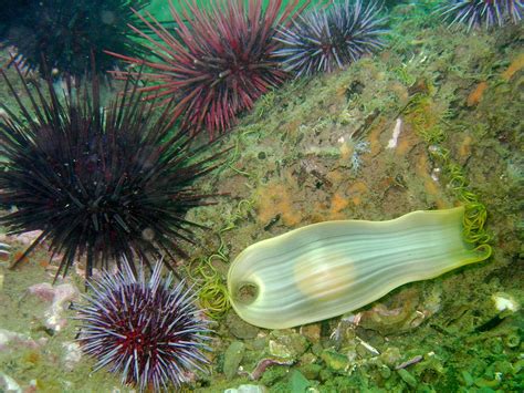 Swell shark egg case, kstlzenbach, Flickr public domain - Morro Bay ...