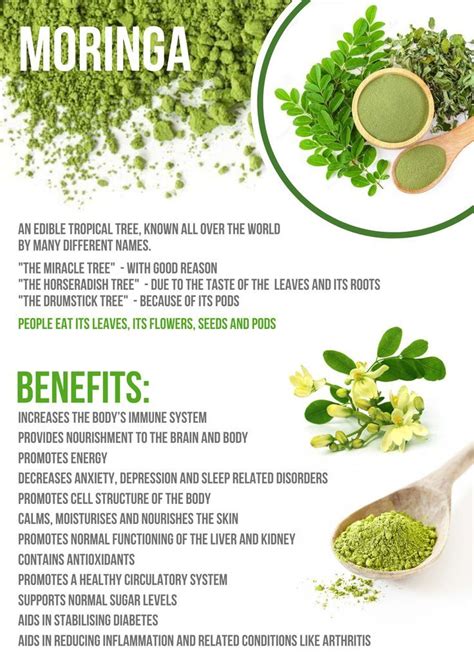 Benefits Of Moringa Herbs For Health Miracle Tree Moringa Benefits