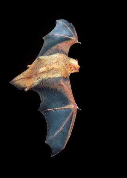 Lasiurus frantzii - Bat Conservation International