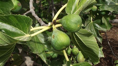 Edible Fig Kew