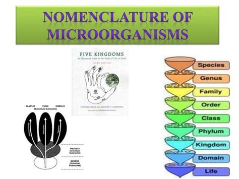 Bionomial nomenclature