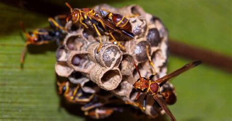 Bees Wasps And Hornets Species Behavior Identification