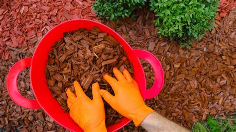 Pine Bark Nuggets Vs Mulch Which Is Best Greeny Thumbs