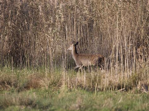 Riserva Naturale Pian Di Spagna Una Giornata Stupenda Imme Flickr