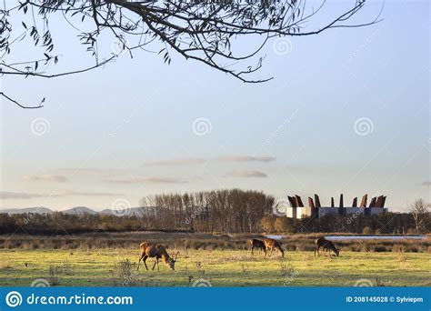 Vitoria Gasteiz Green Belt Salburua Park And The Stadium In The Back