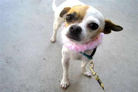 Home Chihuahua Rescue Of San Diego County