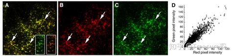 Imagej实用技巧——荧光共定位分析原理解析篇 知乎