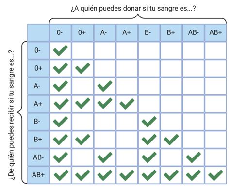 Qué Es El Grupo Sanguíneo Y Cómo Se Detecta Microbacterium