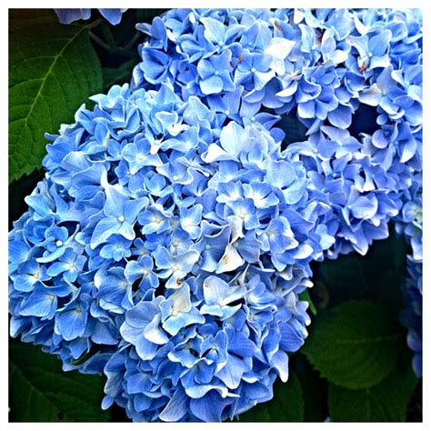 Blue hydrangea | Blue hydrangea, Hydrangea, Plants