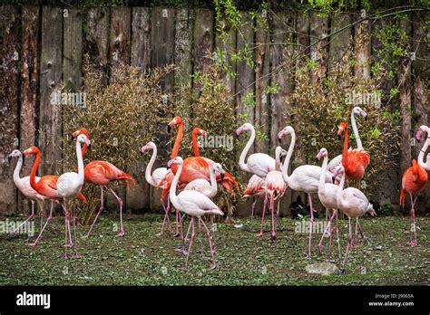 Colonie De Flamants Roses Sc Ne Des Animaux Les Couleurs Sont