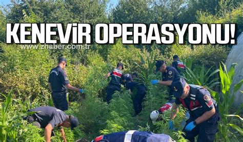 Bartında jandarmadan kenevir operasyonu