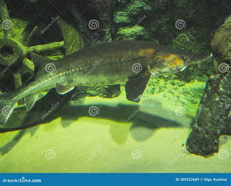 Atlantic Sturgeon, Large Sturgeon in a Marine Aquarium. Stock Image ...