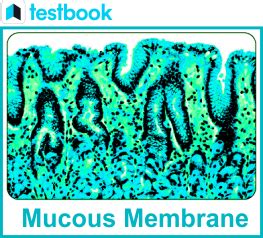 What is a Mucous Membrane? - Structure, Functions & FAQs