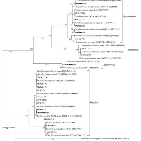 A Neighbor Joining Tree Showing The Phylogenetic Relationships Among