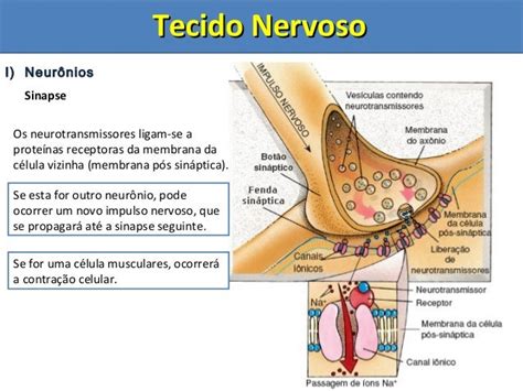 Tecido Nervoso