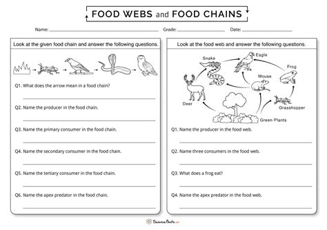 Food Webs And Food Chains Worksheets Free Pintables Worksheets Library