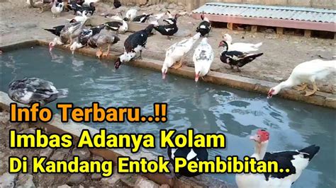 Manfaat Penting Kolam Di Kandang Ternak Entok Pembibitan Modern Youtube