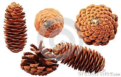 Pine Cypress Seeds Stock Photography - Image: 29622402