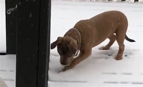 Trop mignon ce chien découvre la neige pour la première fois sa