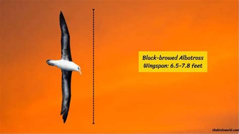 Wingspan Of Albatross: Complete List With Comparison