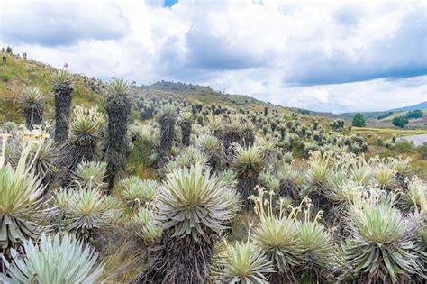 Premium Photo Mountainous Landscape Of A Paramo With Frailejones