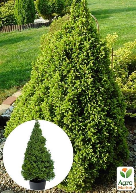 Ель "Коника" (живая елка в горшке, высота 90-110см) купить почтой в ...