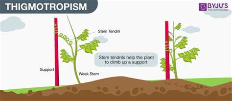 Tropic Movements In Plants- Different Types of Tropic Movements