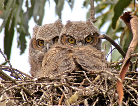 Watch Eggs Hatching New Beautiful Birds Now Beautifulnow