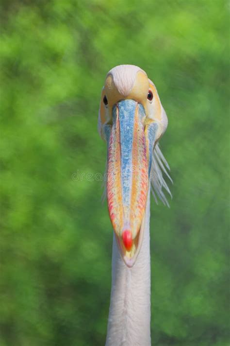 Front View Portrait Of A Beautiful Pelican Stock Photo Image Of