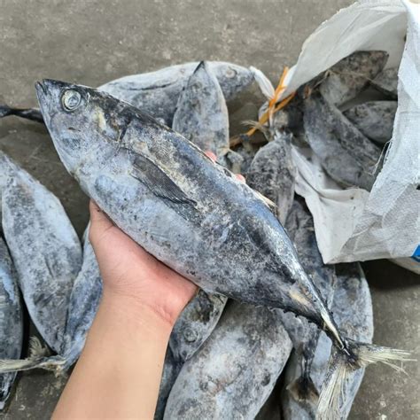 Jual Ikan Baby Tuna Kg Shopee Indonesia