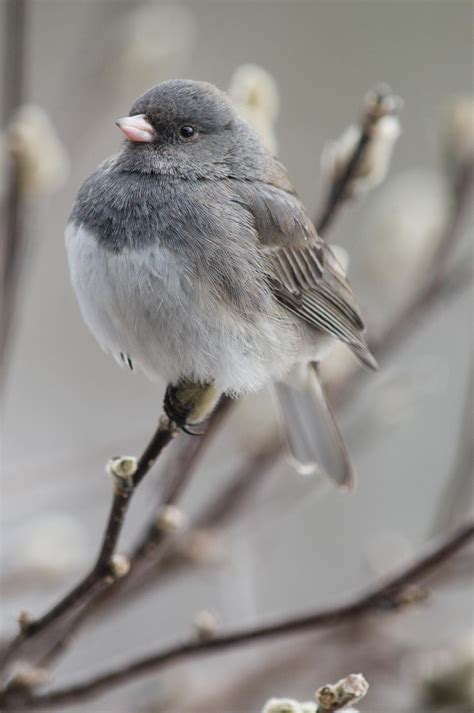 Dark Eyed Junco Audubon Field Guide