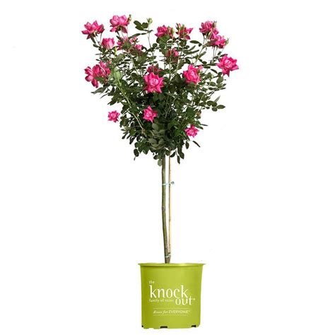 Knock Out Gal Pink Double Knock Out Rose Tree With Pink Flowers