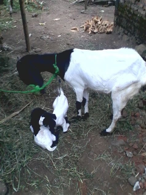 Cara Membuat Pakan Fermentasi Untuk Kelinci Domba Dan Kambing Istana