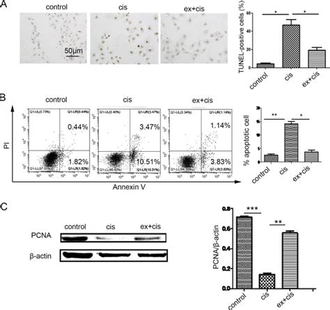 HucMSC exosome transported 14 3 3ζ prevents the injury of cisplatin to