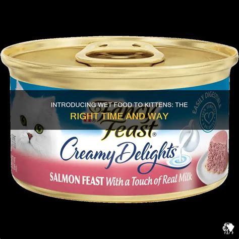 Introducing Wet Food To Kittens: The Right Time And Way | PetShun