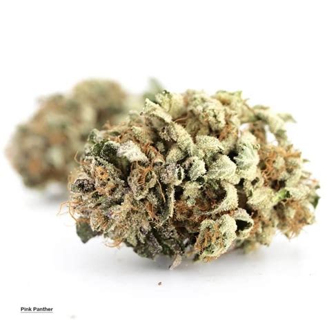 Pink Panther Strain Sativa Dominant Hybrid