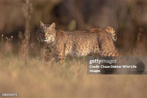 1011 Wild Bobcat Stock Photos High Res Pictures And Images Getty