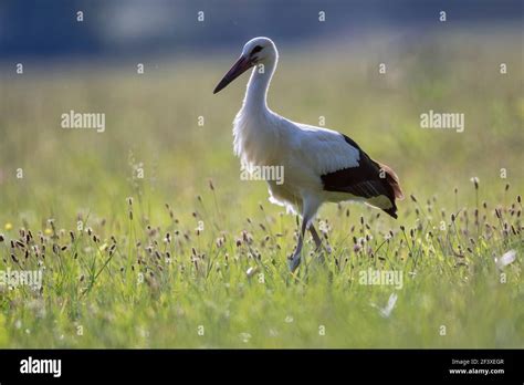 White Stork Ciconia Ciconia Symbol Of Alsace Stock Photo Alamy