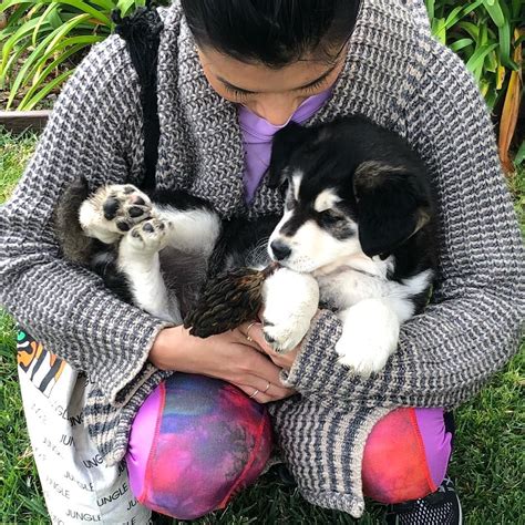 Goberian Golden Retriever And Siberian Husky Cross Hybrid Dogs Husky