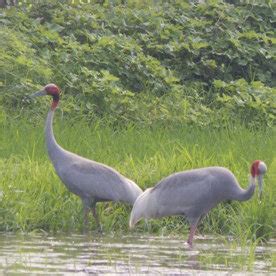 Sarus crane pair with juvenile. | Download Scientific Diagram