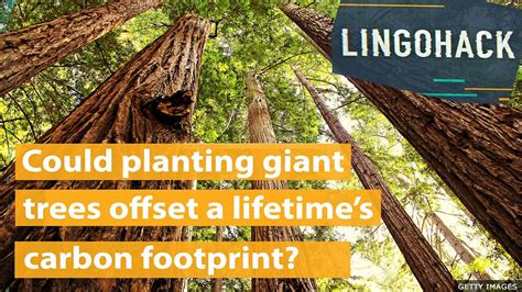 BBC Learning English Lingohack Could Planting Giant Trees Offset A