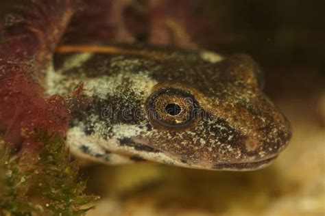 Closeup On The Head Of Larvae Of The Endangered Sardinian Brook