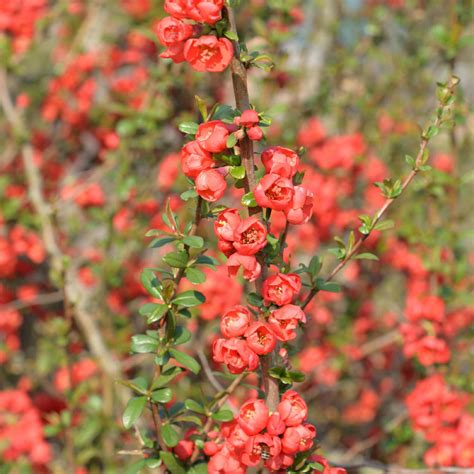 Chaenomeles Speciosa