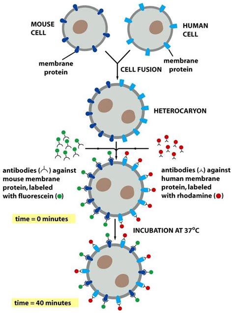 Membrana Plasmática Biologia Celular Molecular E Genética