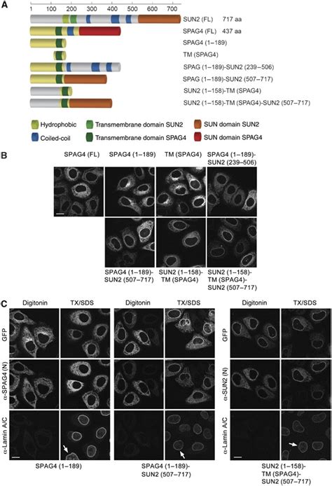 The SUN Domain Contributes To INM Targeting A Schematic