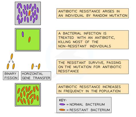 Edexcel A Snab A Level Biology 复习笔记6 2 11 Limiting Antibiotic Resistance 翰林国际教育