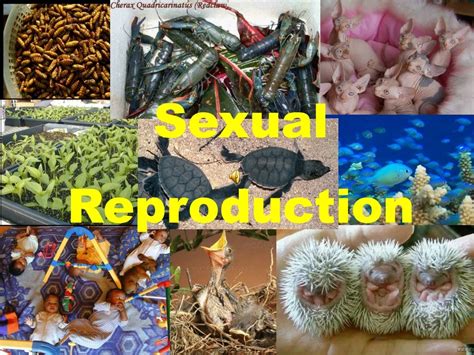 Ppt Sexual Reproduction Powerpoint Presentation Free Download Id9242577