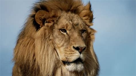 "Barbary Lion" Images – Browse 3,275 Stock Photos, Vectors, and Video ...