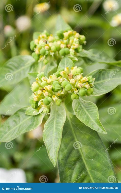 Planta Del Heterophylla Del Euforbio En Jard N De La Naturaleza Imagen